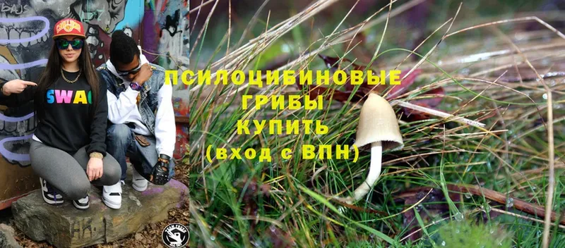 Псилоцибиновые грибы Psilocybe  цена наркотик  Собинка 